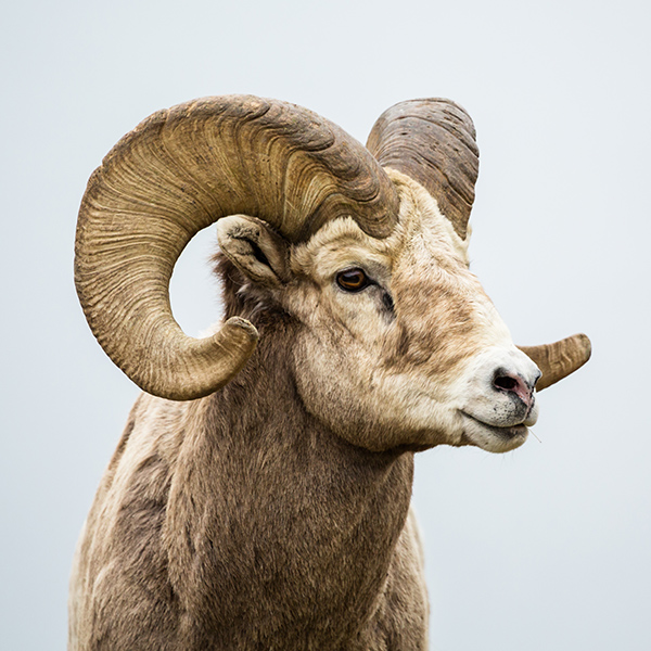 Portrait du Mouflon