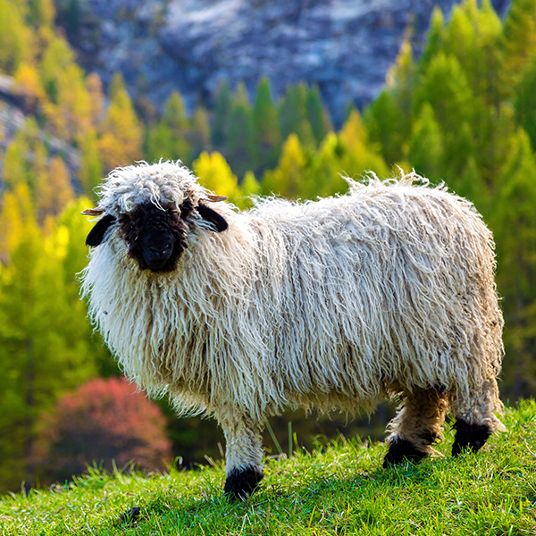 Mouton des Alpes au nez noir