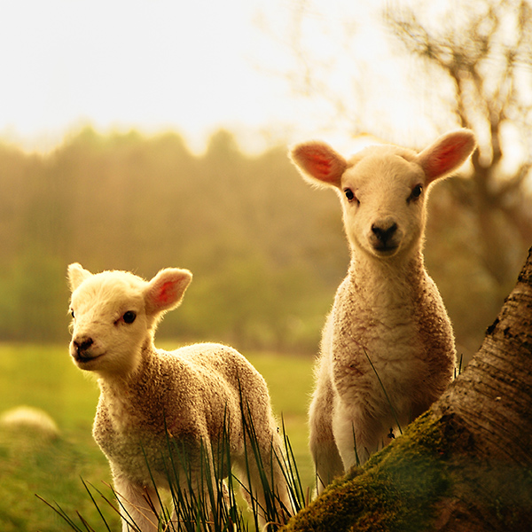 Bébé Mouton curieux