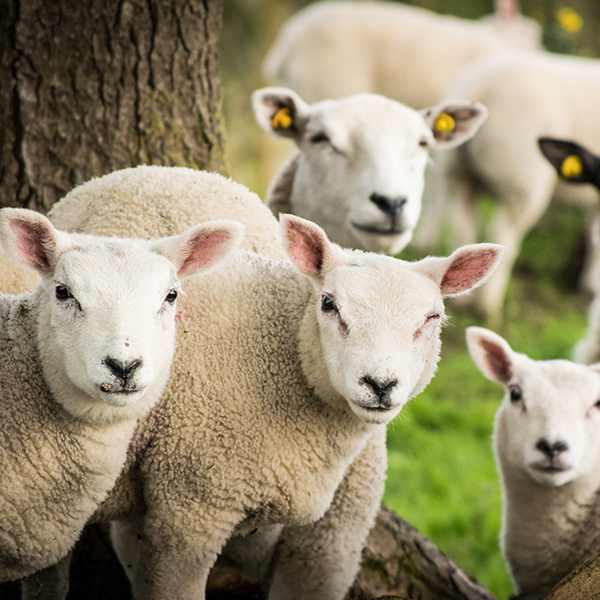 Mouton d'elevage pour la laine