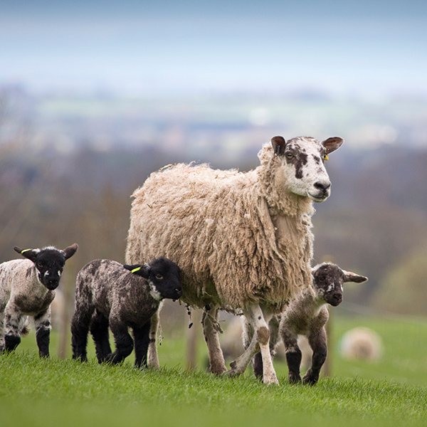Maman mouton et ses bébés