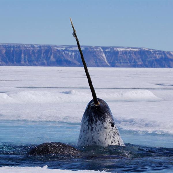 Narval sort de la glace