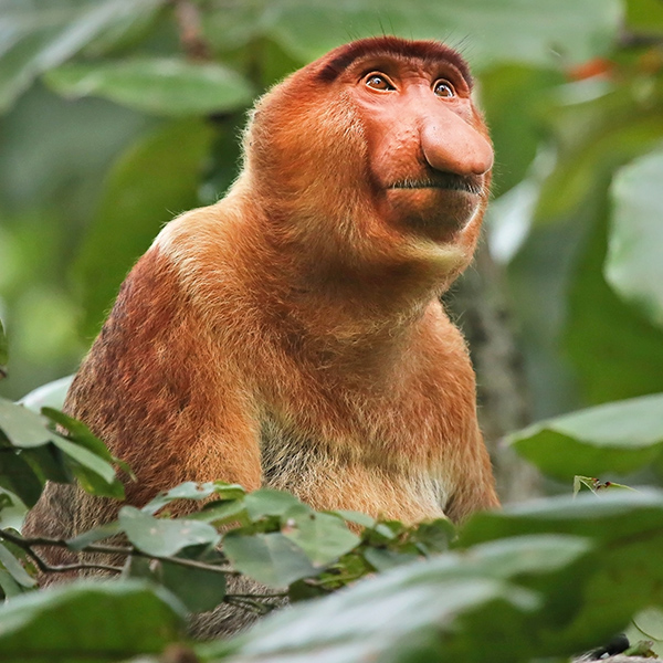 Nasique dans un arbre