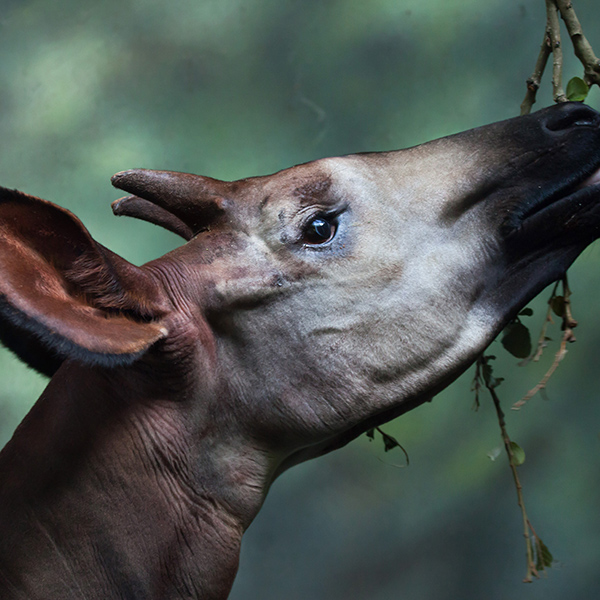 Okapi mange dans un arbre