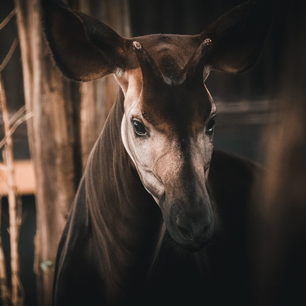 Portrait de l'Okapi