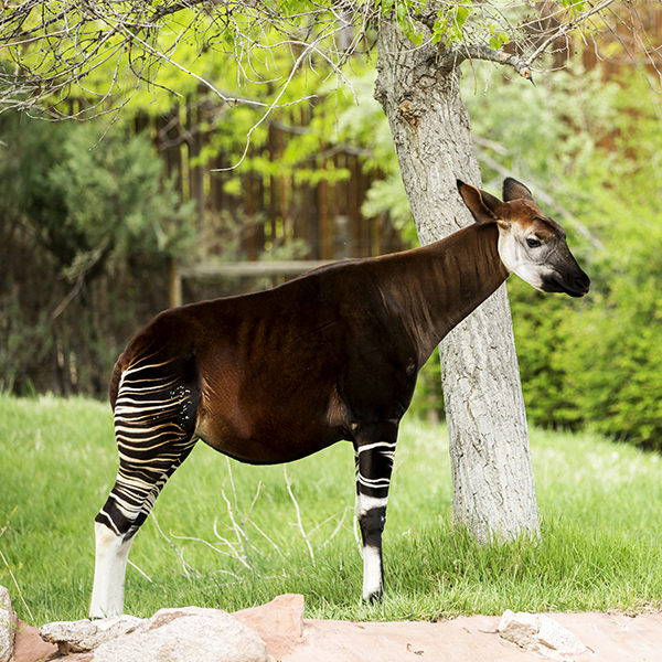Okapi au zoo