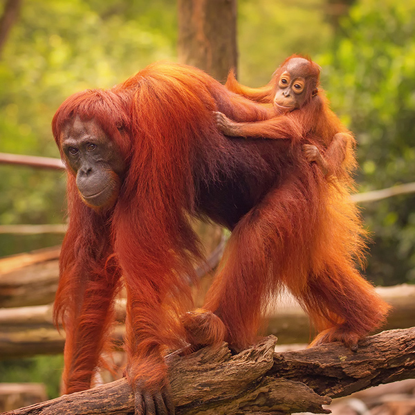 Orang-outan avec son bébé mignon