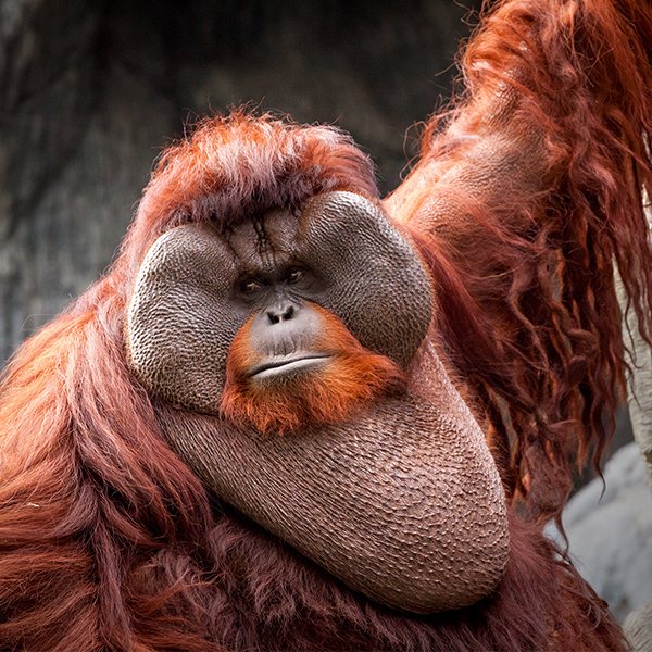 L'orang-outan, le singe qui sait parler du passé