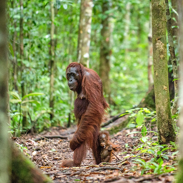 Orang-outan qui marche debout dans la forêt
