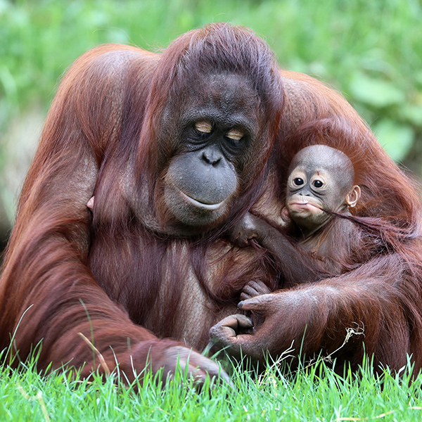 Mère Orang-outan avec son bébé