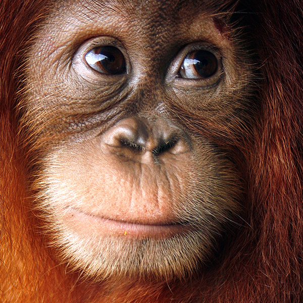 Portrait Orang-outan