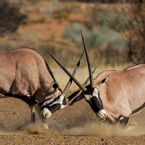 Combat d'Oryx