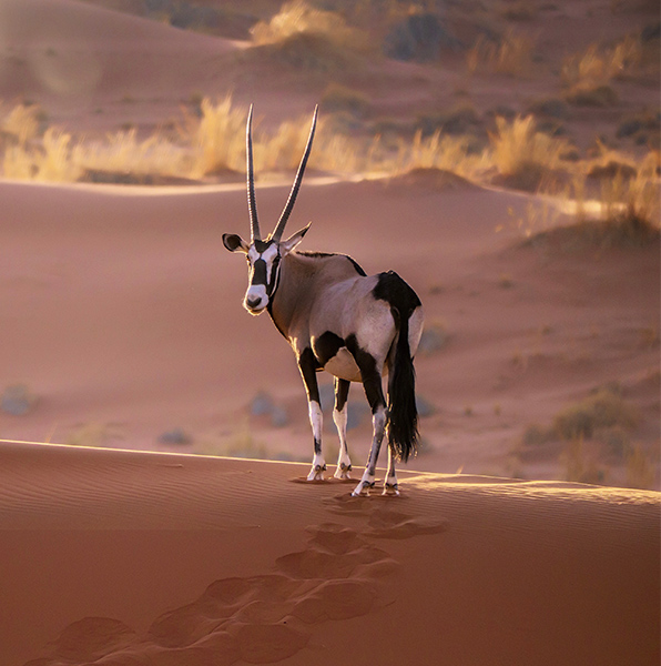 Oryx au coucher du soleil