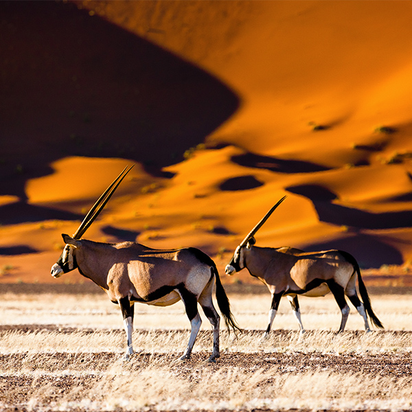 Oryx sur une dune de sable