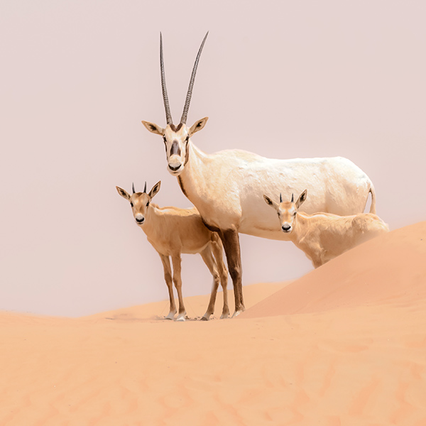 Famille d'Oryx