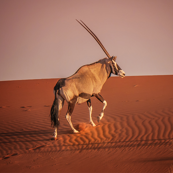 Oryx qui marche sur le sable