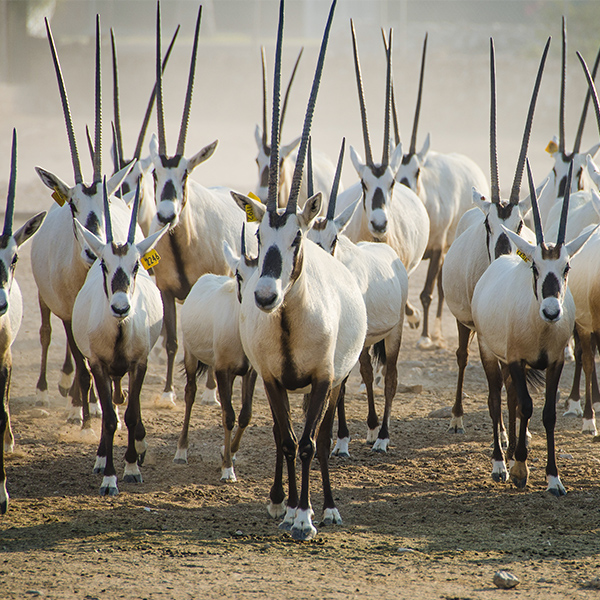 Troupeau d'Oryx