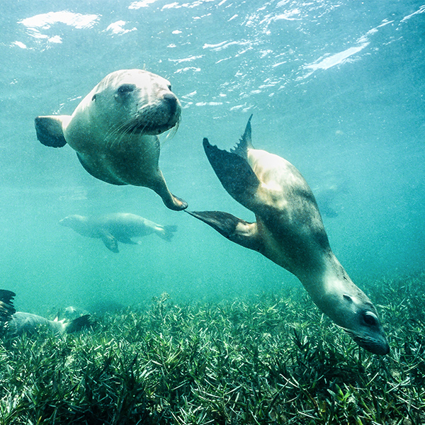 Otarie qui nage sous l'eau