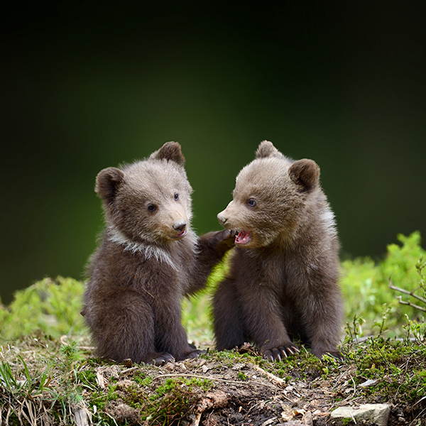 Bébé Ours