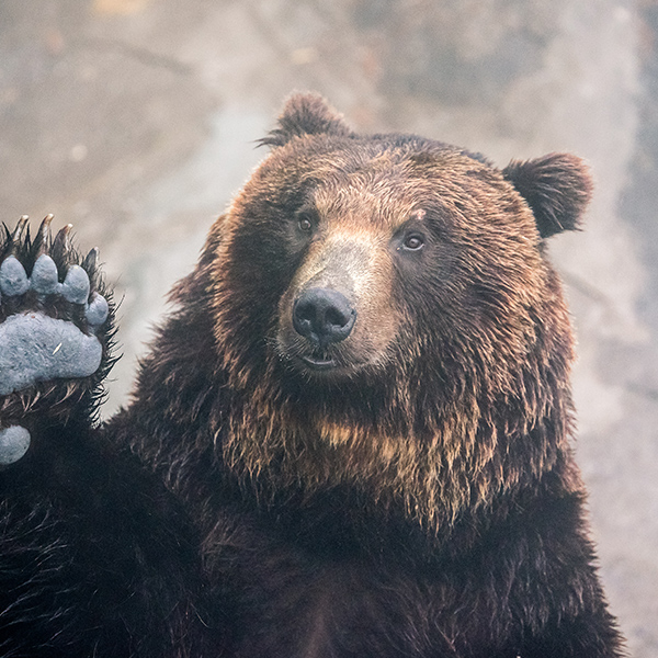 Ours qui montre sa patte