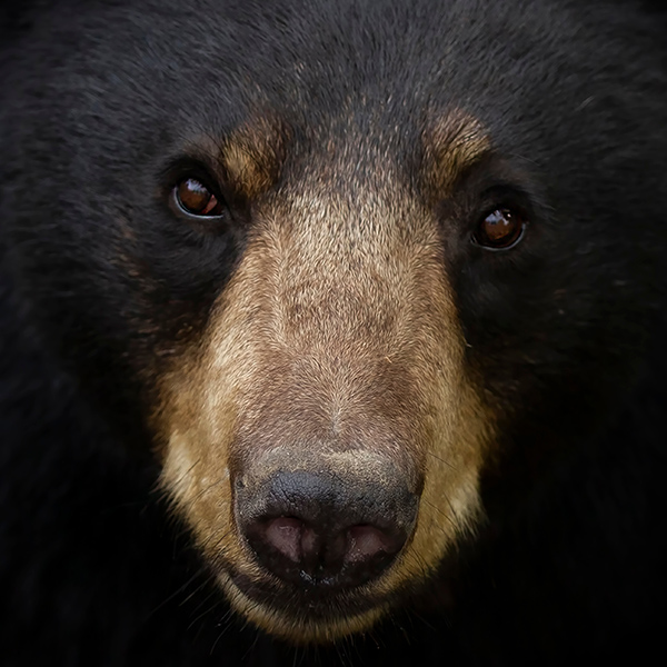 Portrait de l'ours