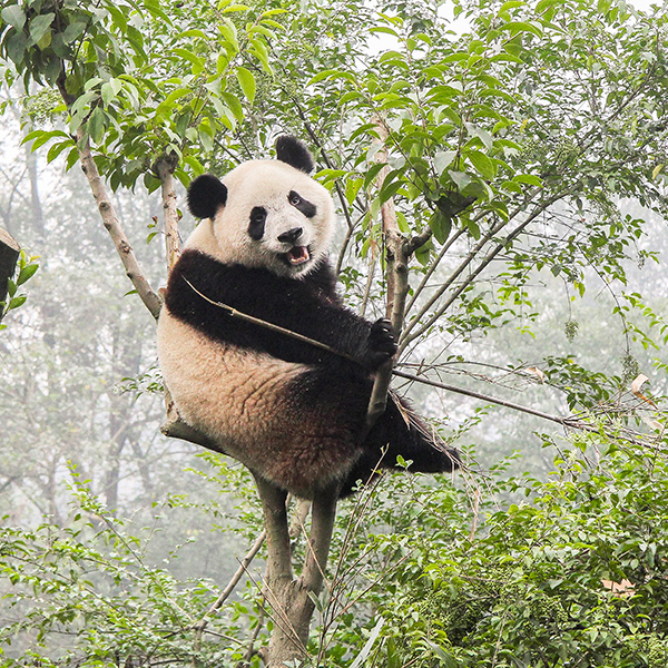 Panda dans un arbre