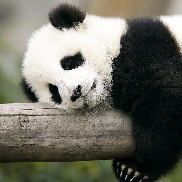 Bébé panda qui dort