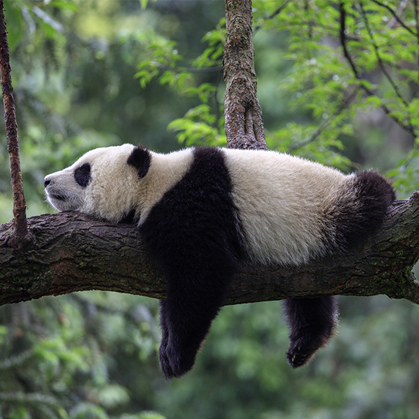 Panda sur une branche d'arbre