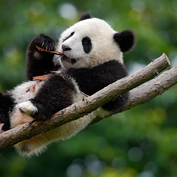 Panda couché dans un arbre