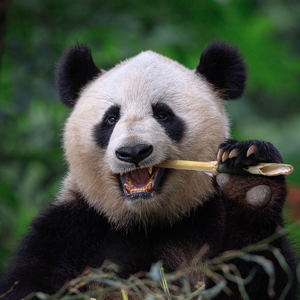 Panda qui mange du bamboo