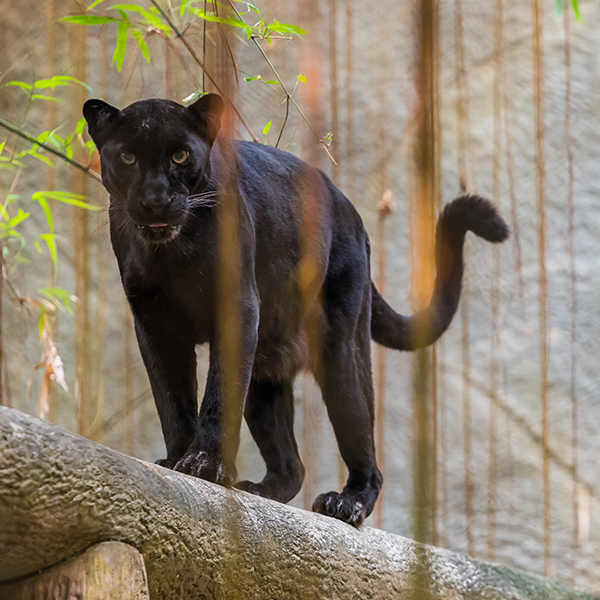 Panthère au zoo