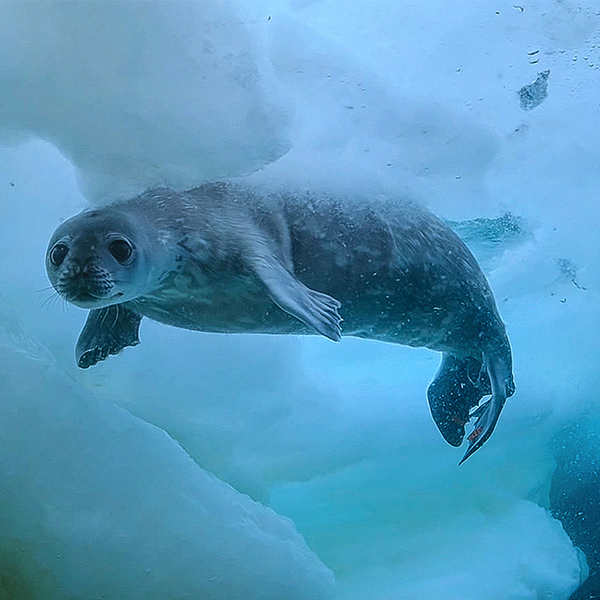 Phoque sous la glace