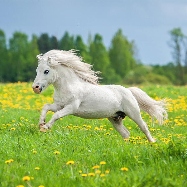 Poney blanc qui gallop