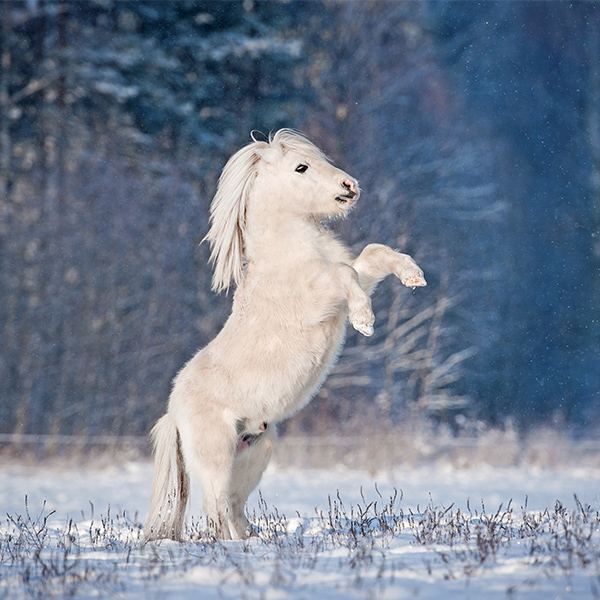 Poney blanc à l'hivers