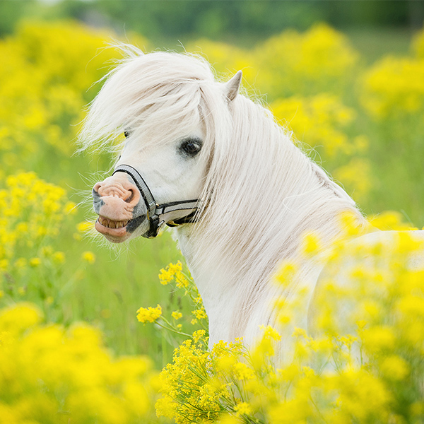 Poney dans les fleurs jaune