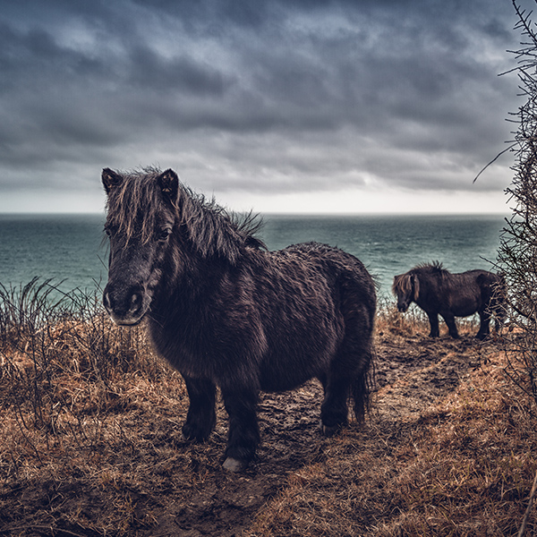 Poney Shetland