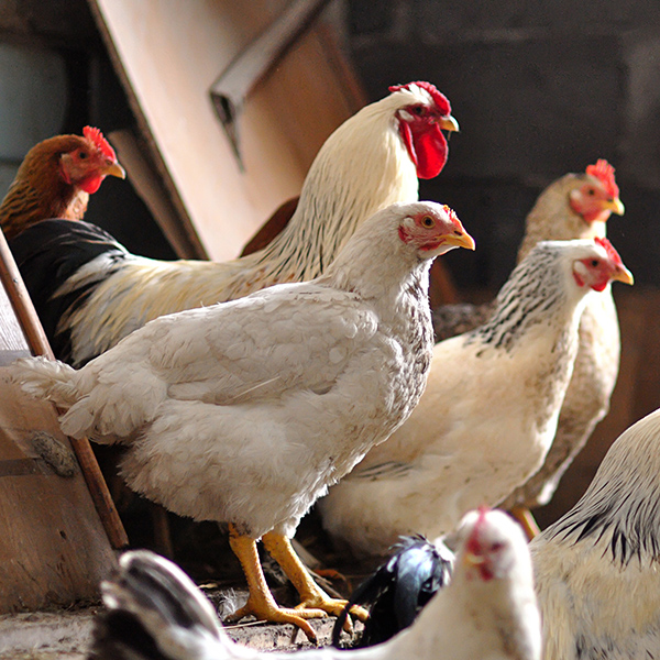 Poule à la basse cour