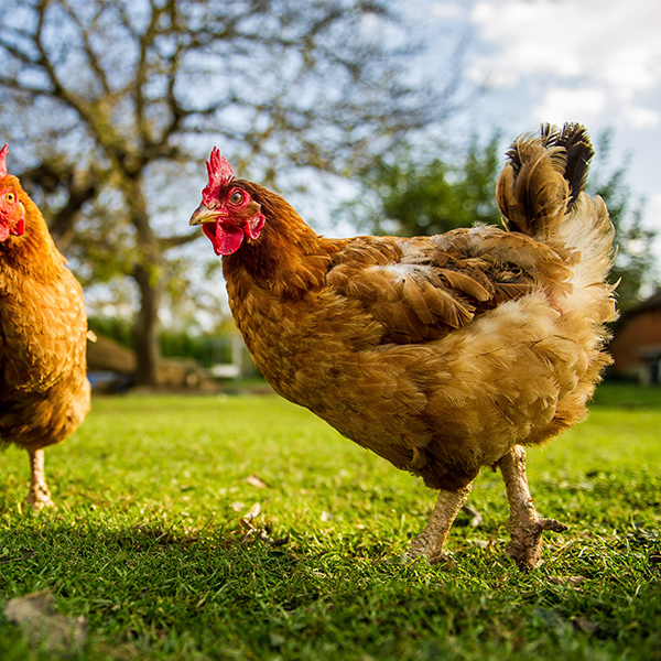 Poule en liberter à la ferme