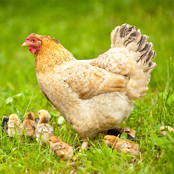 Poule et ses poussins