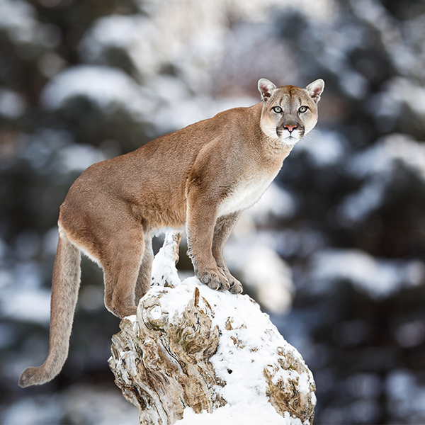 puma esperance de vie