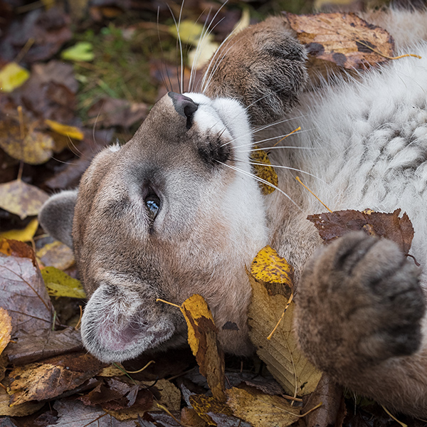 Puma couché dans les feuilles