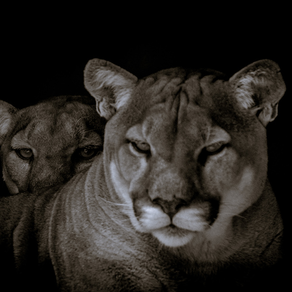 Puma, photo noir et blanc