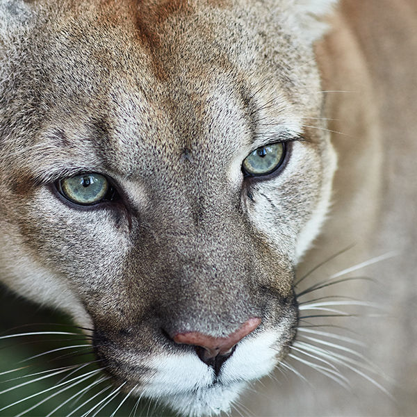 Portrait du puma