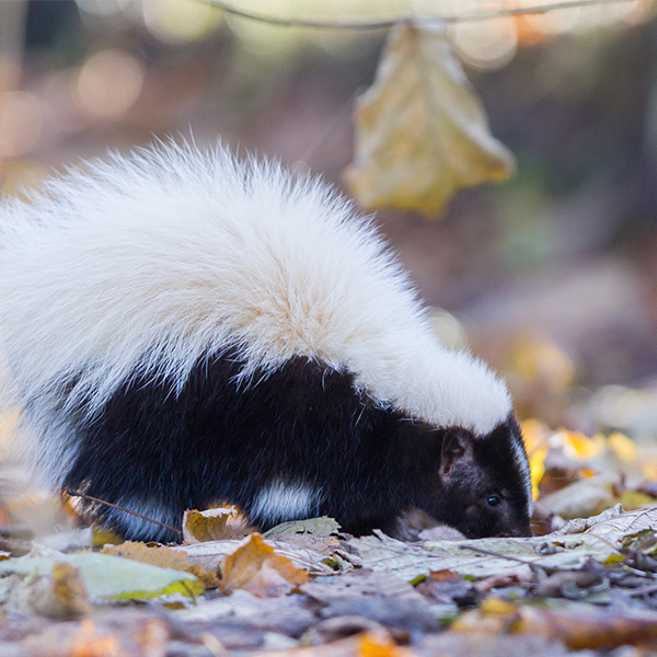 Putois dans les feuilles