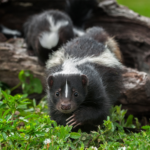 Putois dans l'herbe