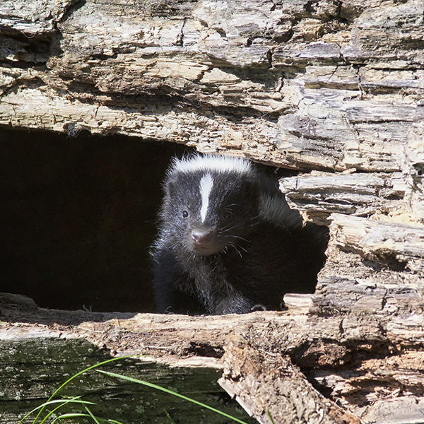 Putois dans un trou d'arbre