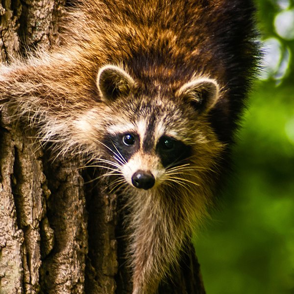 Raton laveur dans un arbre