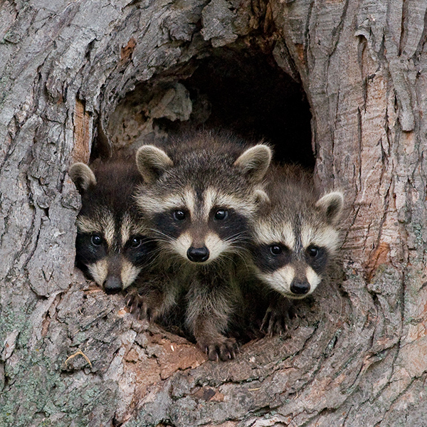 Famille de raton laveur