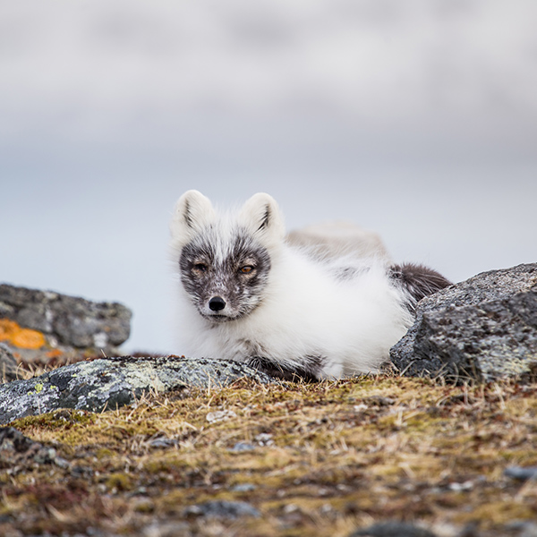 Bébé renard blanc