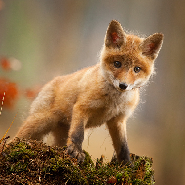 Bébé Renard